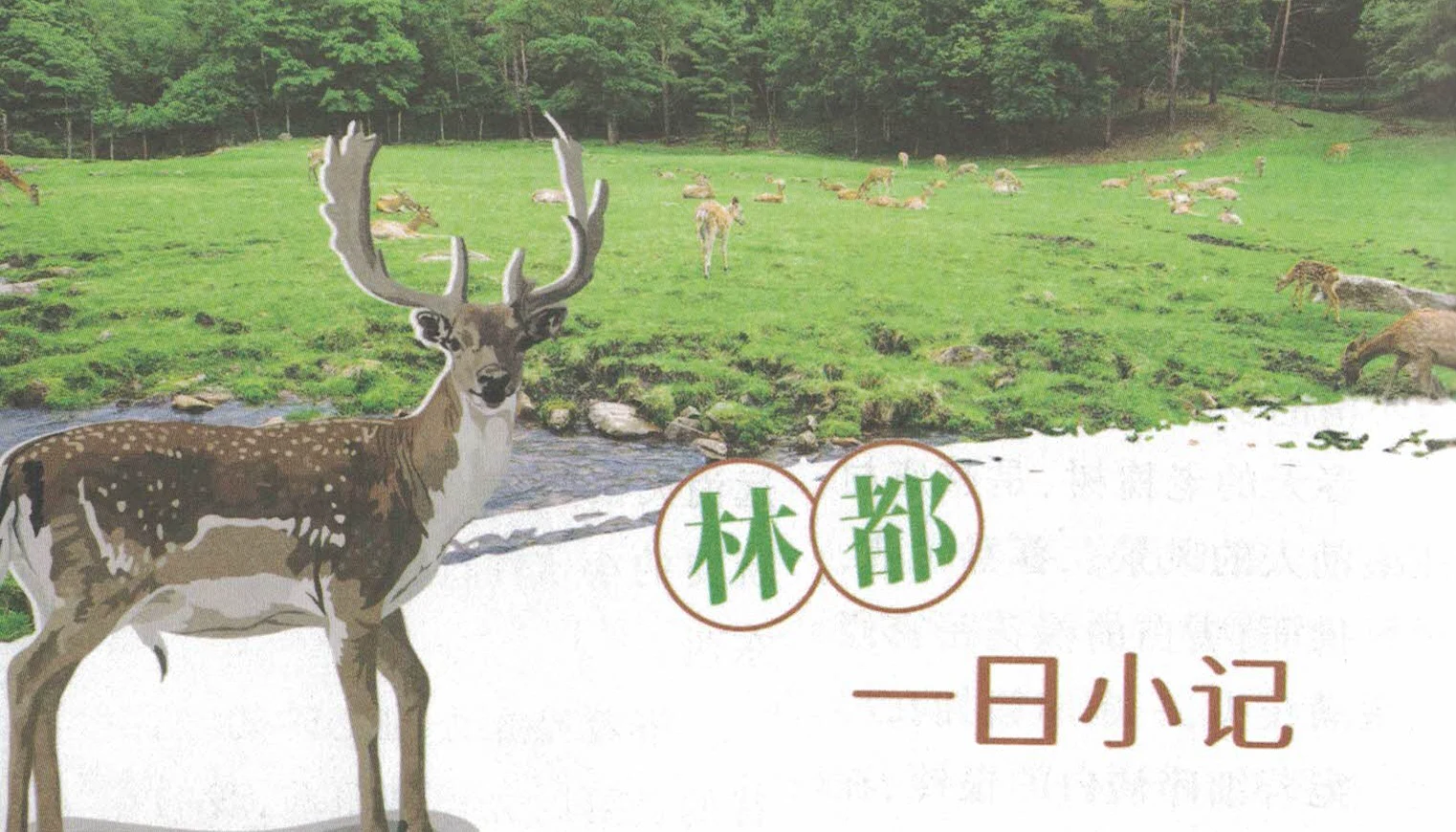 插画：鹿群在林间草地上